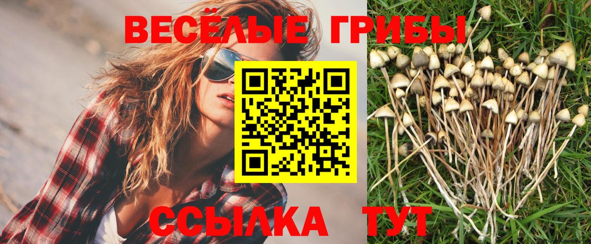Псилоцибиновые грибы Psilocybine cubensis Саки