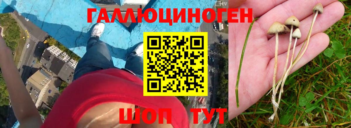 Галлюциногенные грибы MAGIC MUSHROOMS  Саки  Галлюциногенные грибы мухоморы 